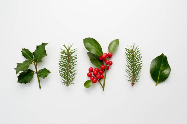 Collection of decorative Christmas plants with green leaves and holly berries. stock photo