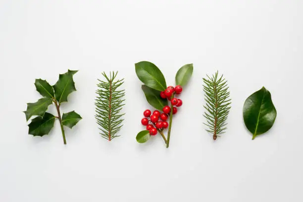 Photo of Collection of decorative Christmas plants with green leaves and holly berries.
