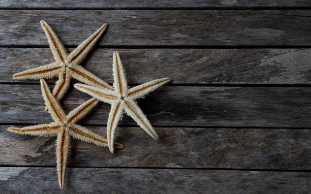 starfish in wooden background stock photo