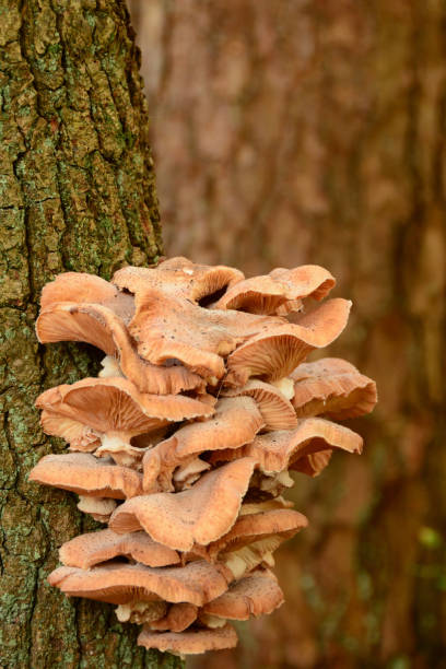 istock Bunch of Honey fungus growing on a tree trunk. 868120178