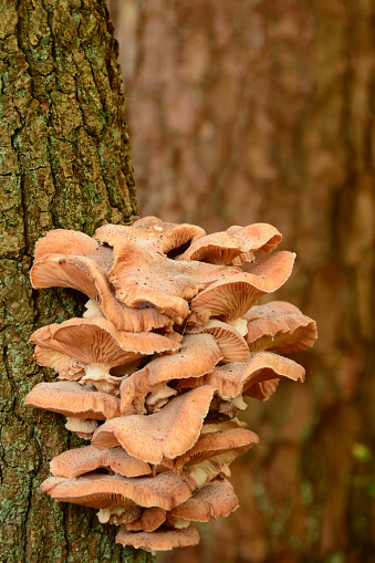 Large group of mature Honey fungus ( Armillaria)  growing on a plant bark,
