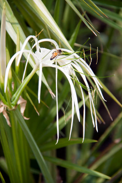 White hymenocallis littoralis flower on the tree.