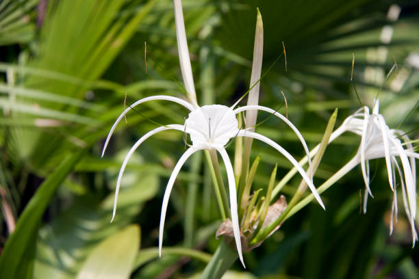 White hymenocallis littoralis flower on the tree.