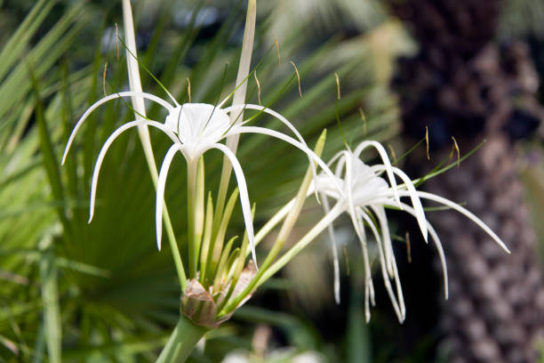istock White hymenocallis littoralis flower on the tree. 868120202