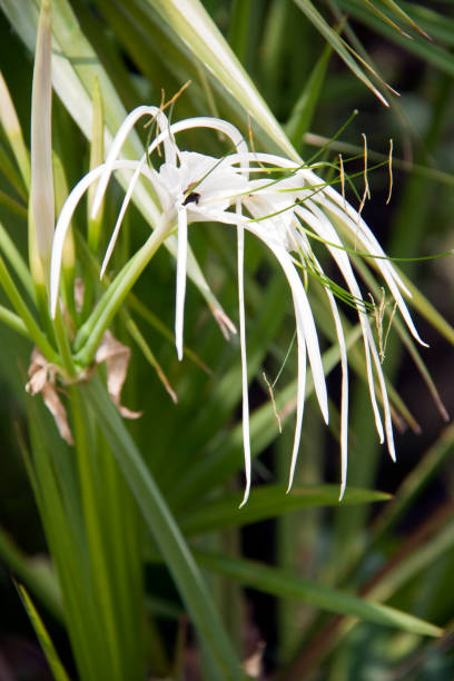 istock White hymenocallis littoralis flower on the tree. 868120208