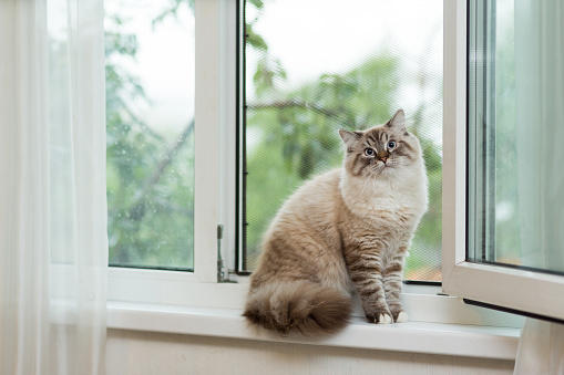 A large fluffy beige cat sits at a window with a metal grill