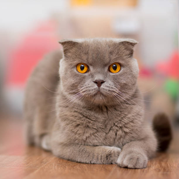 istock cat breed Scottish Fold, brown color with orange eyes lying on the floor 868121144