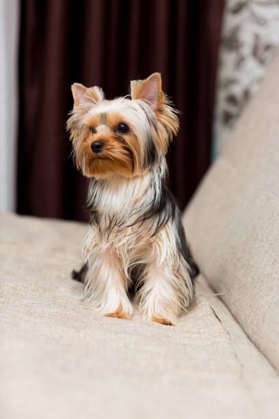 istock Yorkshire Terrier dog sitting on the couch 868121330