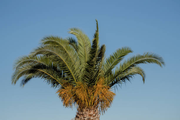 istock Palm tree in Spain against a blue sky 868121682