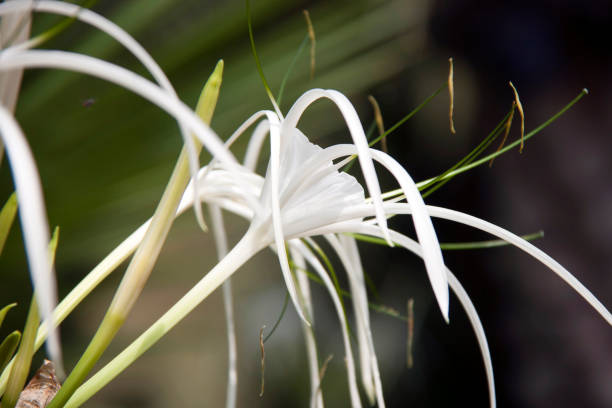 White hymenocallis littoralis flower on the tree.