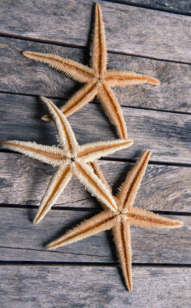 istock starfish in wooden background 868125010