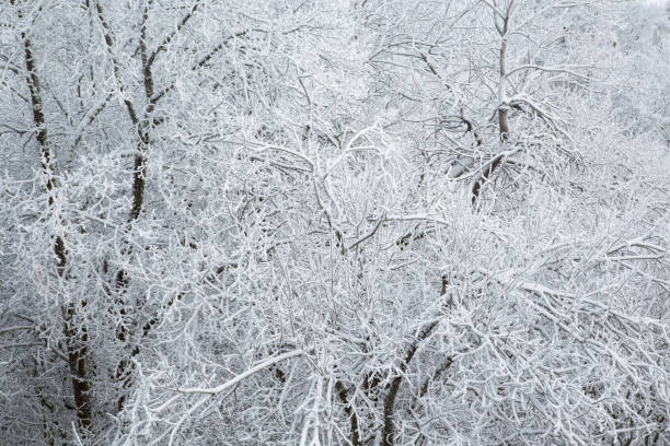istock Trees covered with hoarfrost in the forest 868125214