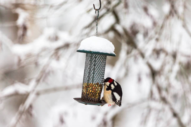 istock Great Spotted Woodpecker looking at nuts in feed 868125336