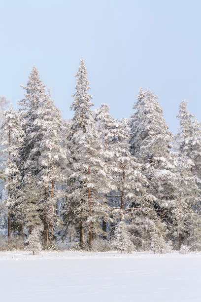 istock Coniferous forest with snow and frost in winter 868126118