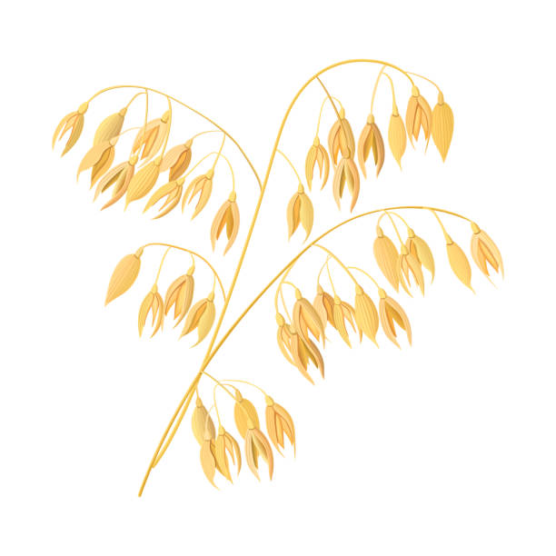 ilustrações, clipart, desenhos animados e ícones de espigas de trigo, cevada. cereais 3d vector de ícone. grãos e orelhas. semente de tempo de colheita e planta - oat farm grass barley