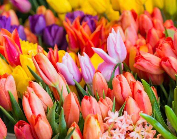 istock Many Colorful Tulips 868132754