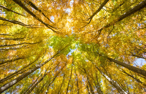 istock golden October in forest with beautiful beech trees 868133342