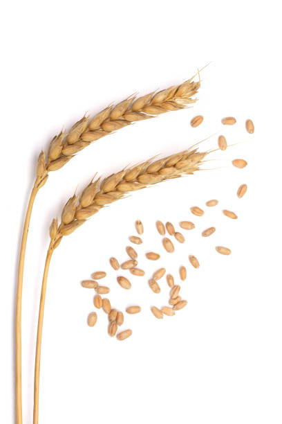istock grain and ears of wheat isolated on white background. Top view 868139898