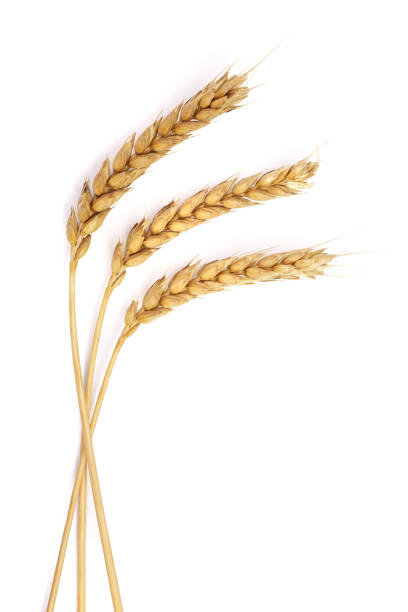 istock three ears of wheat isolated on white background. Top view 868139944