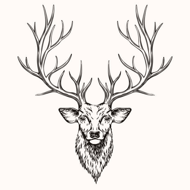 ilustraciones, imágenes clip art, dibujos animados e iconos de stock de cabeza de ciervo - stags horn