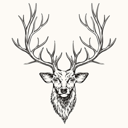 Head of deer, hand drawn illustration, EPS 8.