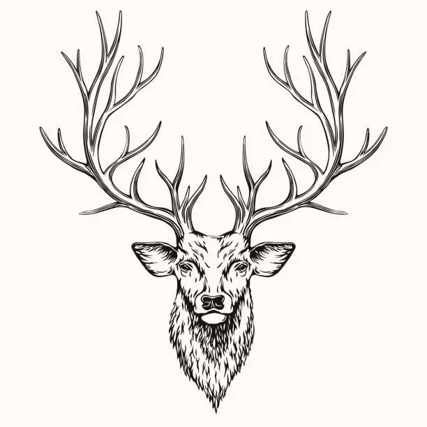 Vector illustration of Head of Deer
