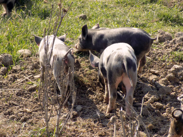 istock Pink piglets with black spotts walking through the mud 868146770