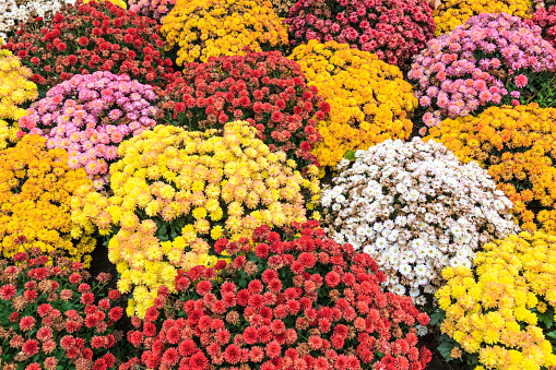 A full frame photograph of a variety of different colored chrysanthemum flowers.