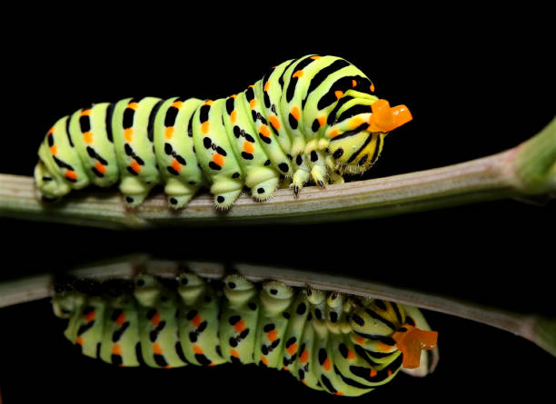 istock Caterpillar butterfly mahaon with a crow close-up on a black background with reflection 868147354
