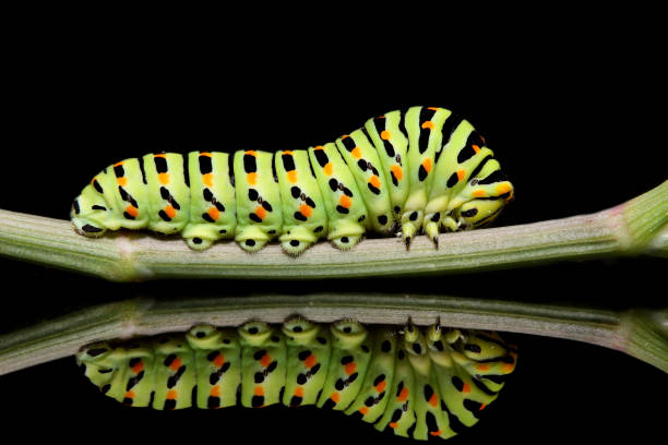 istock Caterpillar butterfly mahaon close-up on a black background with reflection 868147358
