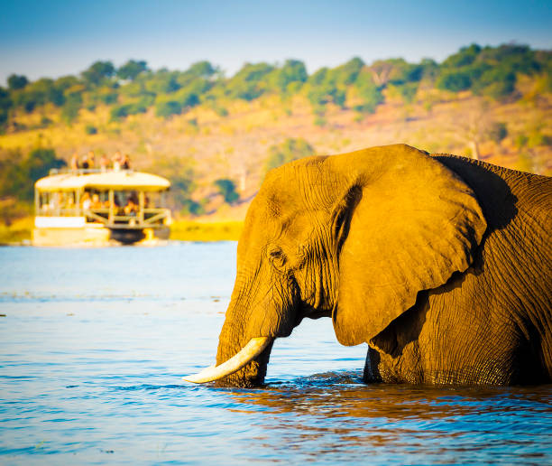 istock Tourists On Elephant Safari Africa 868148832