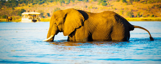 istock Tourists On Elephant Safari Africa 868150790