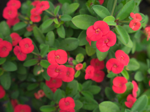istock Blossom Blooming Red on Euphorbia milii 868151802