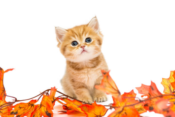 istock Little British kitten and autumn leaves 868152318