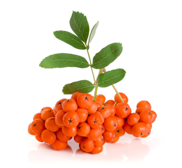 istock Orange rowan with leaf isolated on white background 868152378