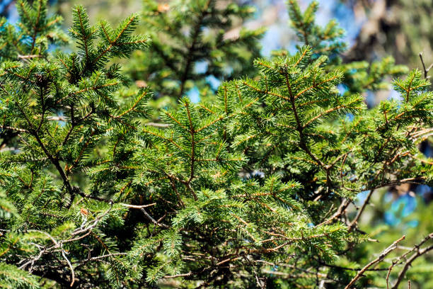 istock Thorny branches of Carpathian fir trees 868155830