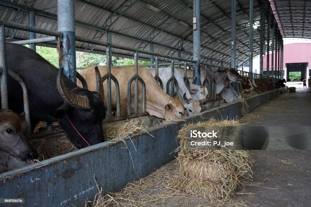 Farming And Animal Husbandry Concept Stock Photo - Download Image Now -  Adult, Adults Only, Agricultural Occupation - iStock
