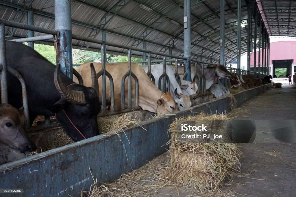 Farming And Animal Husbandry Concept Stock Photo - Download Image Now - Adult, Adults Only, Agricultural Occupation - iStock Farming And Animal Husbandry Concept Stock Photo - Download Image Now - Adult, Adults Only, Agricultural Occupation - iStock
