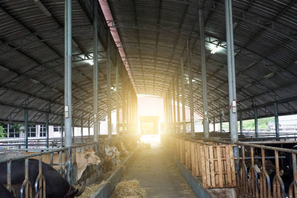 istock farming and animal husbandry concept 868156196