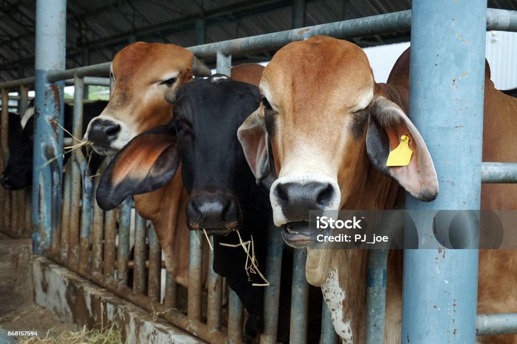 Farming And Animal Husbandry Concept Stock Photo - Download Image Now - Adult, Adults Only, Agricultural Occupation - iStock Farming And Animal Husbandry Concept Stock Photo - Download Image Now - Adult, Adults Only, Agricultural Occupation - iStock