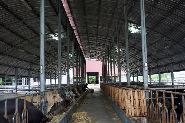 istock farming and animal husbandry concept 868158336