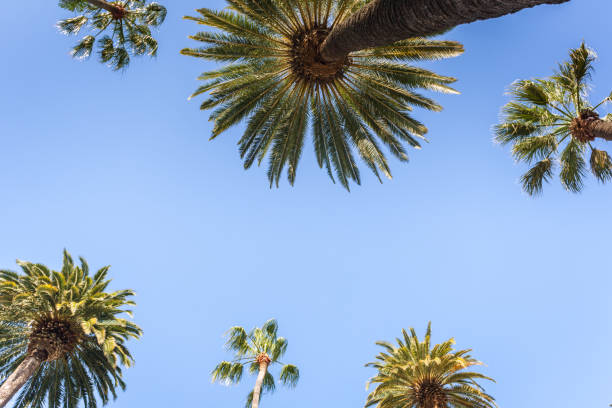 istock Palms of Beverly Hills 868159600