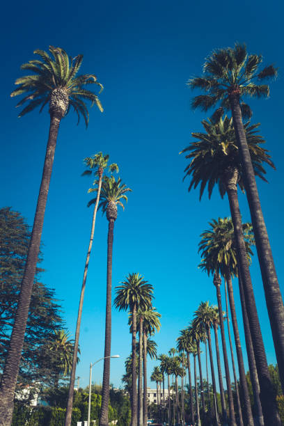 istock Palms of Beverly Hills 868159602