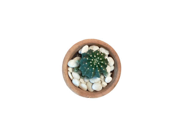 Closeup fresh green cactus in brown plastic pot