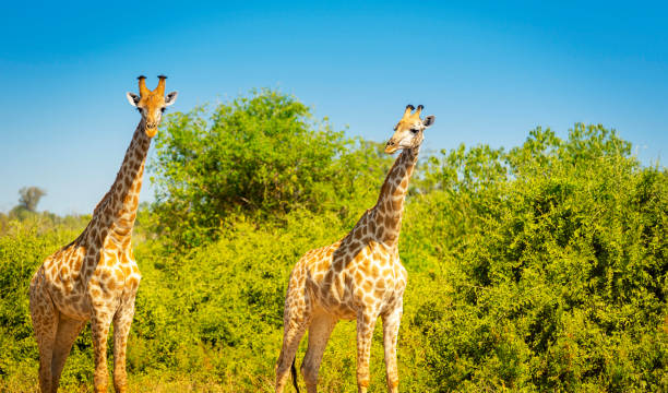 istock Giraffes in Africa 868162224