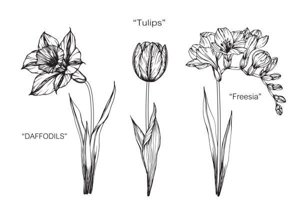 Tatuaje De Tulipan Vectores Libres de Derechos - iStock Tatuaje De Tulipan Vectores Libres de Derechos - iStock