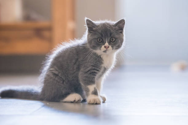 istock Gray British shorthair cats, indoors 868163072