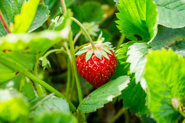 istock Red ripe strawberry in the garden 868165392