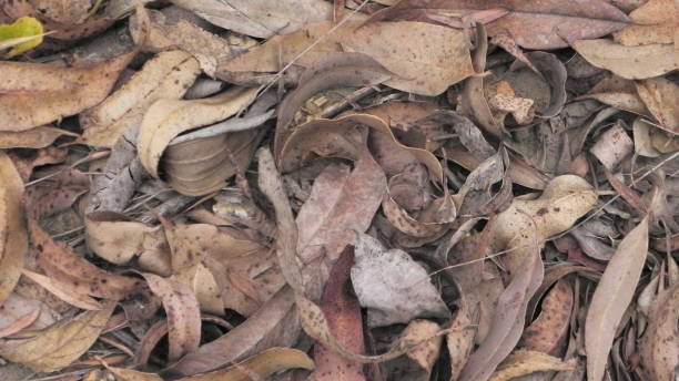 istock dry leaves lying on the ground 868166128