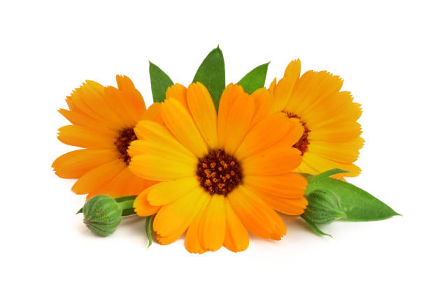 istock Calendula. Marigold flower with leaf isolated on white background 868166210
